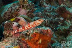 Palau Aggressor II Liveaboard.